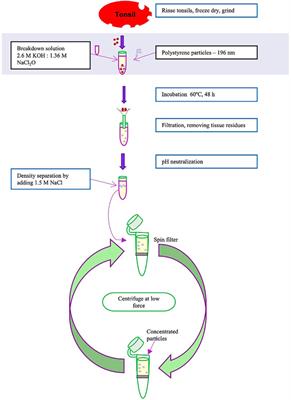 The forgotten tonsils—does the immune active organ absorb nanoplastics?